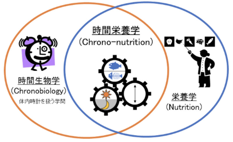 時間栄養学の説明イラスト